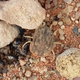 The Forbidden Raisin: an Ornithodoros tick
